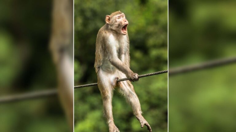 This Uncomfortable Monkey Stars In Comedy Wildlife Photography Awards 2021