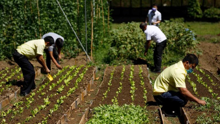 SMC’s Backyard Bukid Is Empowering Support Staff One Seed At A Time