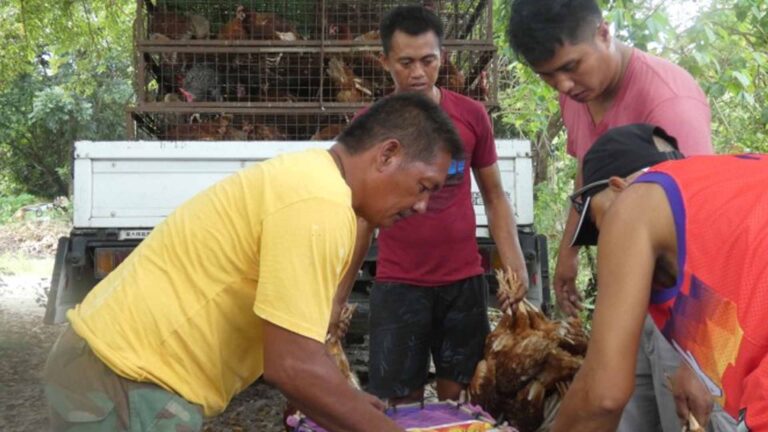 Department Of Agriculture Distributes Livelihood Aid To Farmers In Central Luzon
