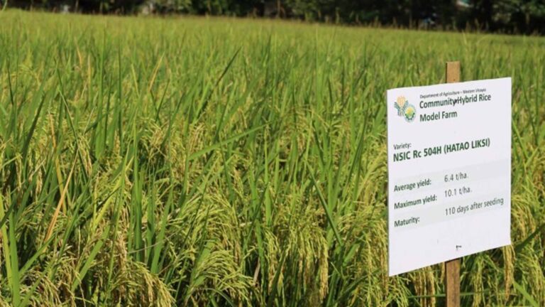 Demo Farm Promotes Hybrid Rice In Western Visayas