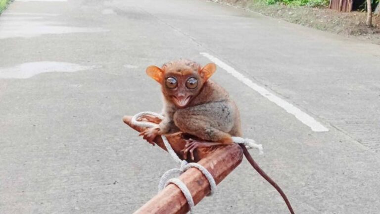 DENR Calls On Samar Community To Protect, Not Collect Tarsiers