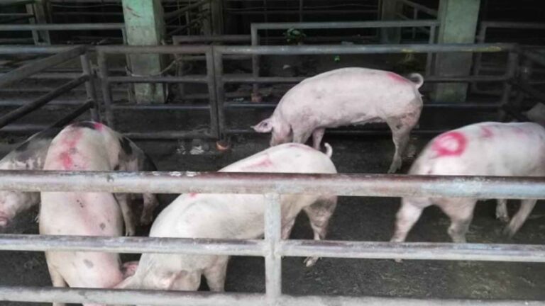 Antique Mayors Urged To Prioritize Upgrading Slaughterhouses