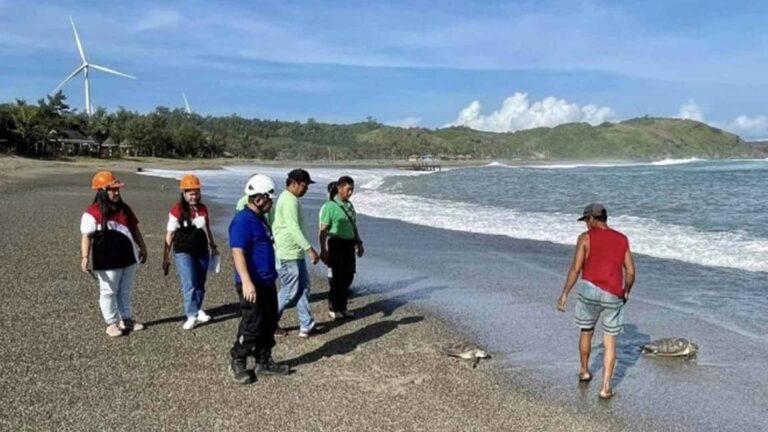 Green Sea Turtles Rescued In Pagudpud As Nesting Season Starts