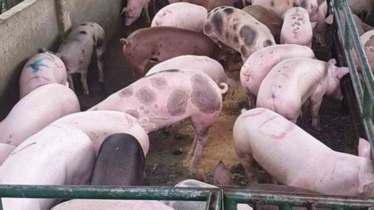 Provincial Veterinary Certification Required For Cebu-Bound Hogs