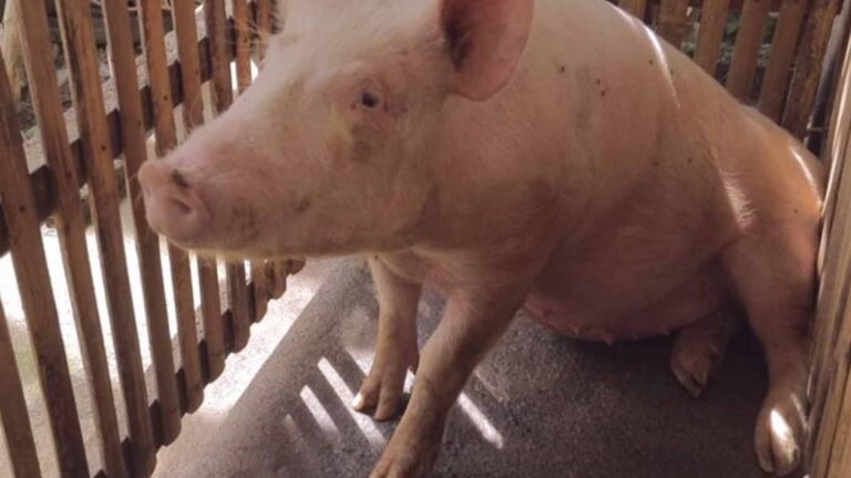 Camarines Sur Farmers Group Received Assistance From Community-Based Swine Farm Project