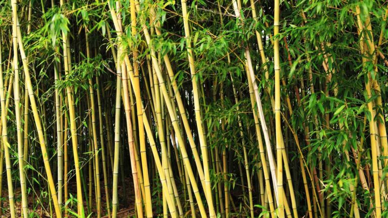 Leyte Towns Urged To Venture Into Massive Bamboo Planting