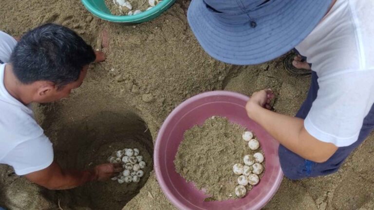 Olive Ridley Turtle Eggs Turned Over To DENR In Sorsogon Town