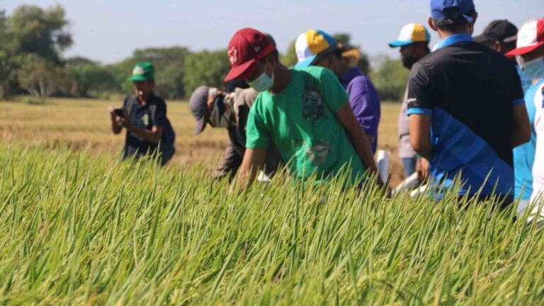 Bio-Intensive Farming To Be Developed In 3 Batangas Towns