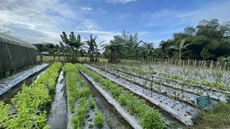 DepEd Farm Schools In Western Visayas Get Private Sector Support