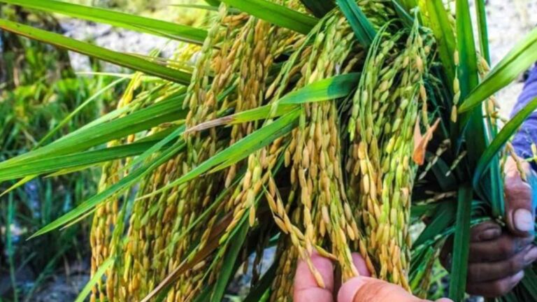 Antique Dads Approve Cultivation Of Golden Rice