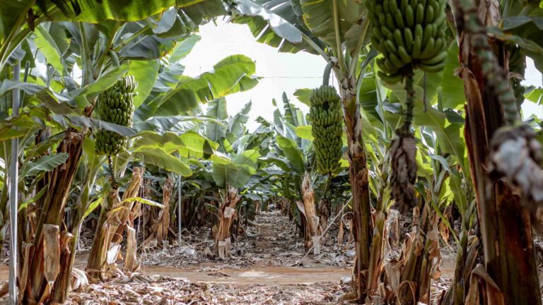 Davao Del Norte Banana Growers Shift To Corn Due To Fusarium Wilt