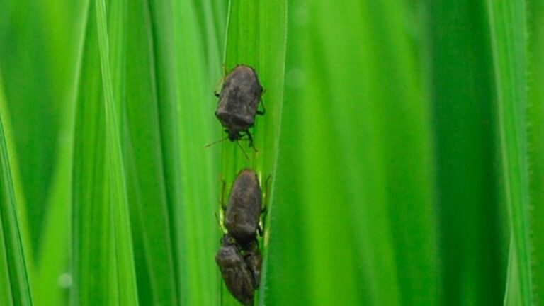 Nueva Ecija Braces For Seasonal Crop Pest Infestation