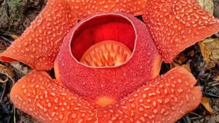World’s Largest Flower Blooms Anew At Sibalom Natural Park