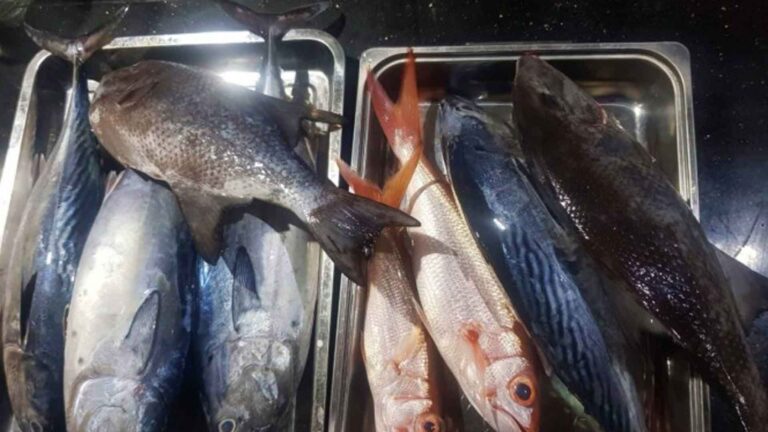Philippine Statistics Authority: BARMM Still PH’s Top Fish Producer