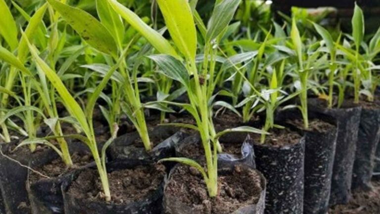 Seedlings Shortage Slackens Abaca Plant Expansion In Region 8