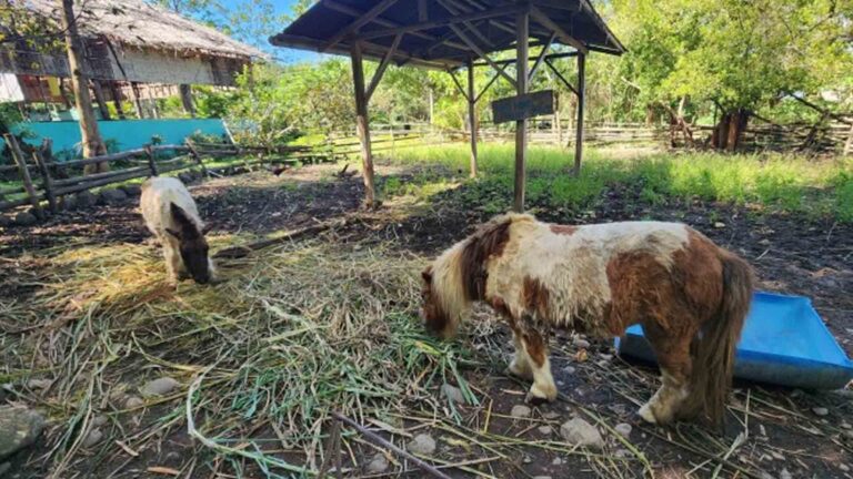 Couple Starts Drive To Save Animals In ‘Problematic’ Zoo
