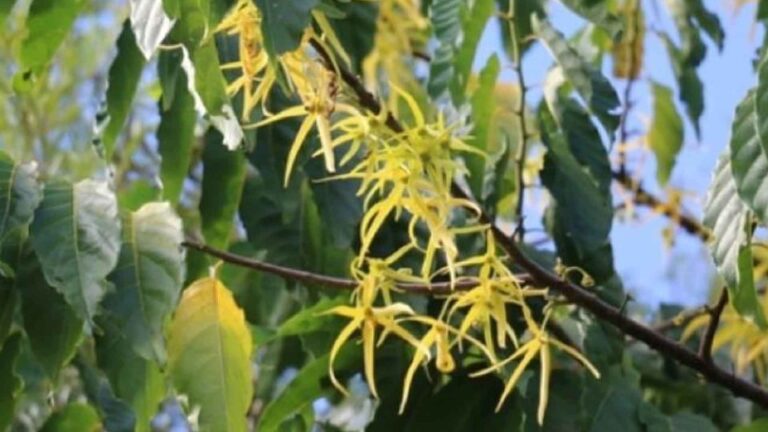 Ormoc City To Produce Ylang-Ylang Essential Oil