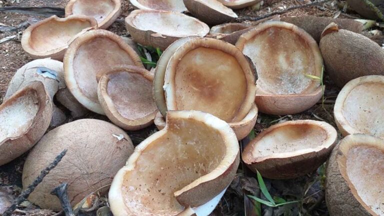 Philippine Coconut Authority Eastern Visayas Notes Copra Price Drop This Year