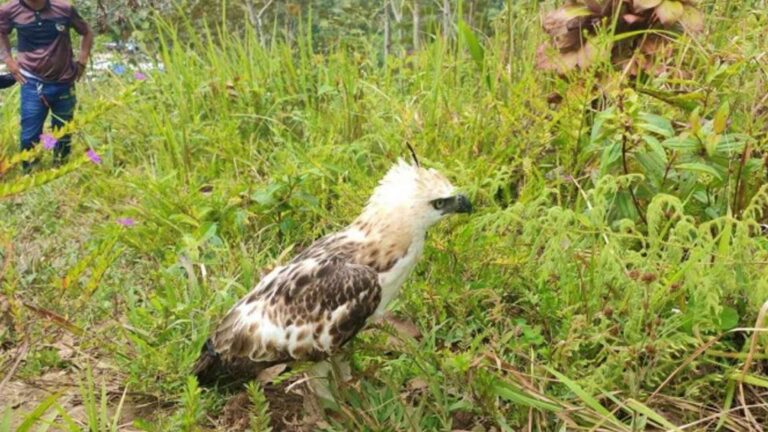 Mindanao Hawk-Eagle Rescued, Freed In North Cotabato