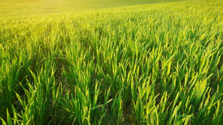 Automated Grass Charcoal Facility To Benefit Negros Farmers