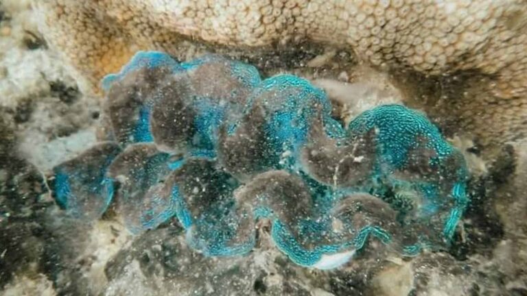 ‘Giant Clams Village’ Showcases Marine Care In Cadiz City