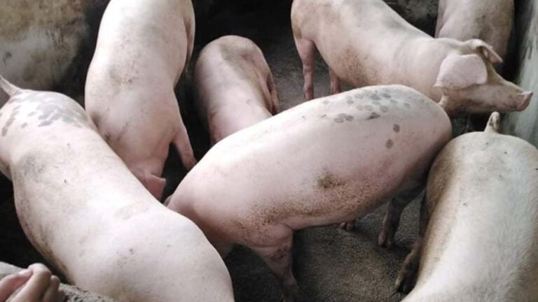DA Urges Farmers In Western Visayas To Continue Raising Hogs Amid ASF