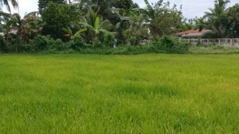 DA To Rice Farmers: Plant Early, Use Heat-Resistant Crops