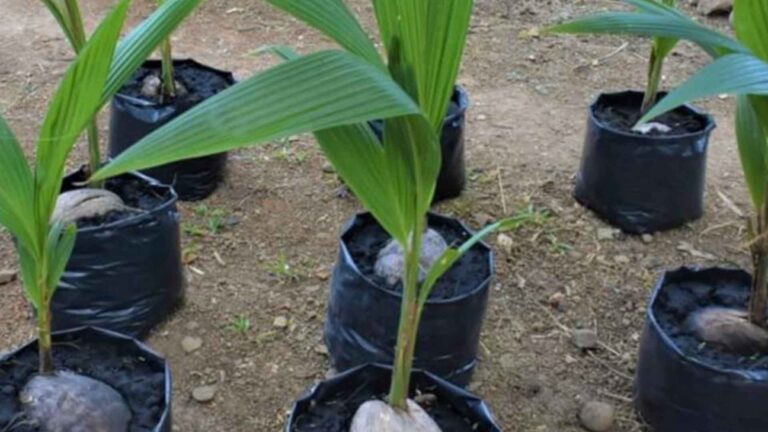 Negros Occidental Farm Established As Hybrid Coconut Seed Production Site