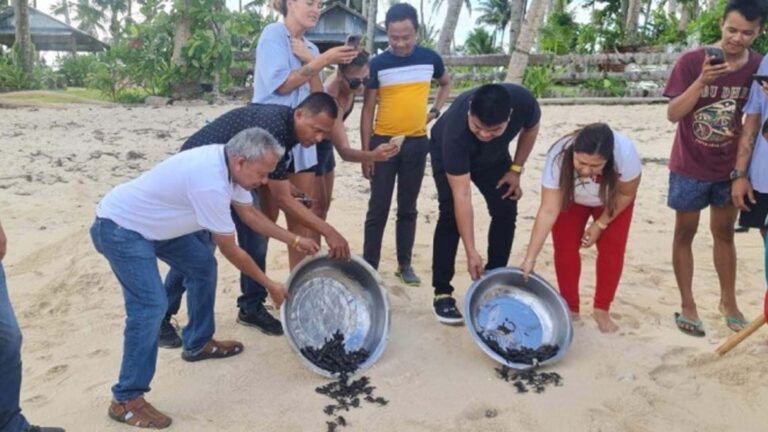 132 Hawksbill Turtle Hatchlings Released In Siargao Town