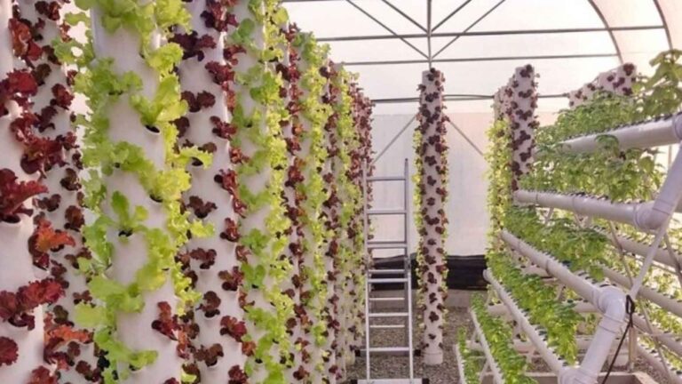 DOST Boosts Herbal Plants, Veggies Production In Bulacan