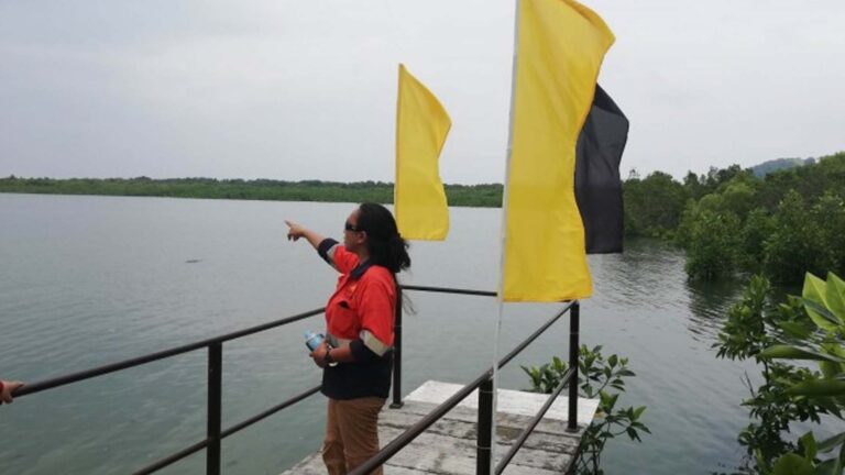 Masbate Fishers Plant 1.6-M Mangrove Saplings For Additional Income