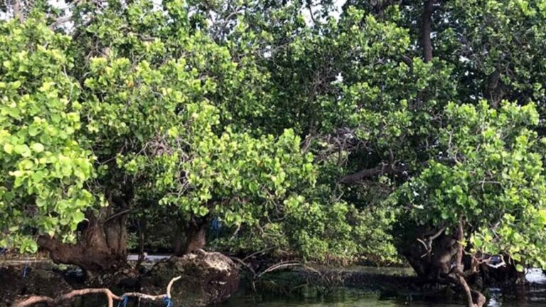 Senator Legarda Renews Call To Establish Coastal Greenbelt Zones