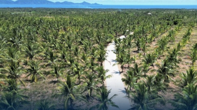 DPWH Projects Benefit Coconut Farmers In Aurora