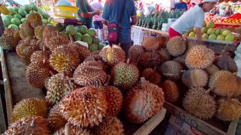 Imaging Tech Project For Durian Great Help To Farmers