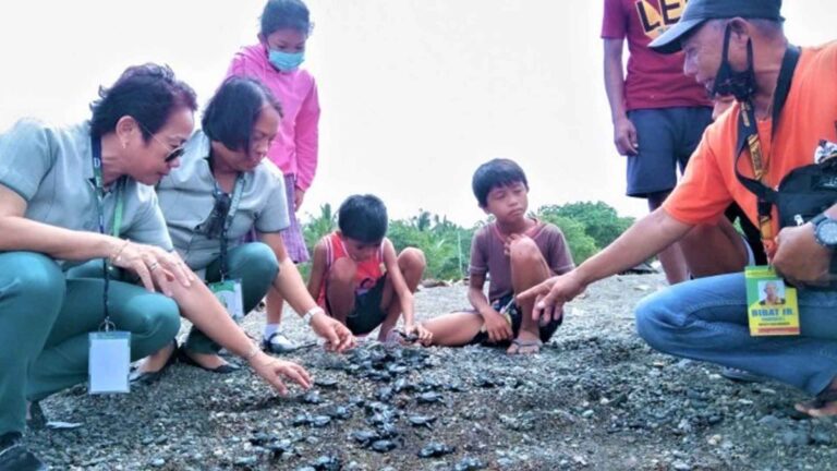 54 Olive Ridley Turtle Hatchlings Freed Back To Sea In Sarangani
