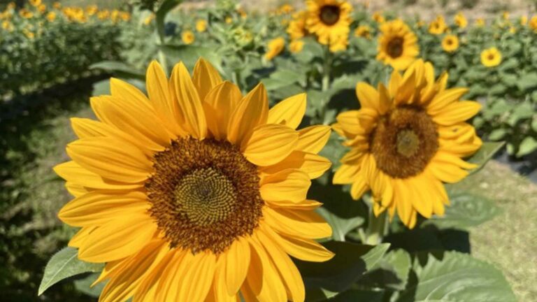 Sunflowers Lures Tourists Back To Ilocos Norte Agro-Tourism Site