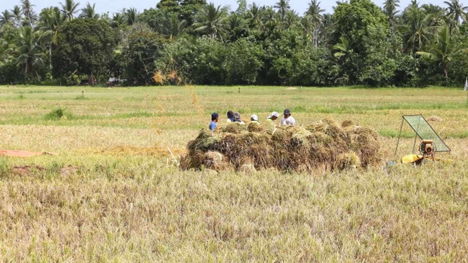Albay, Camarines Sur Farmers Receive PHP135 Million Agri Inputs From Government