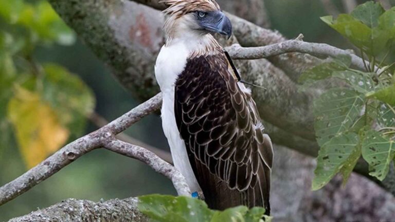 Private Groups Join Reforestation Plans To Protect PH Eagle Home