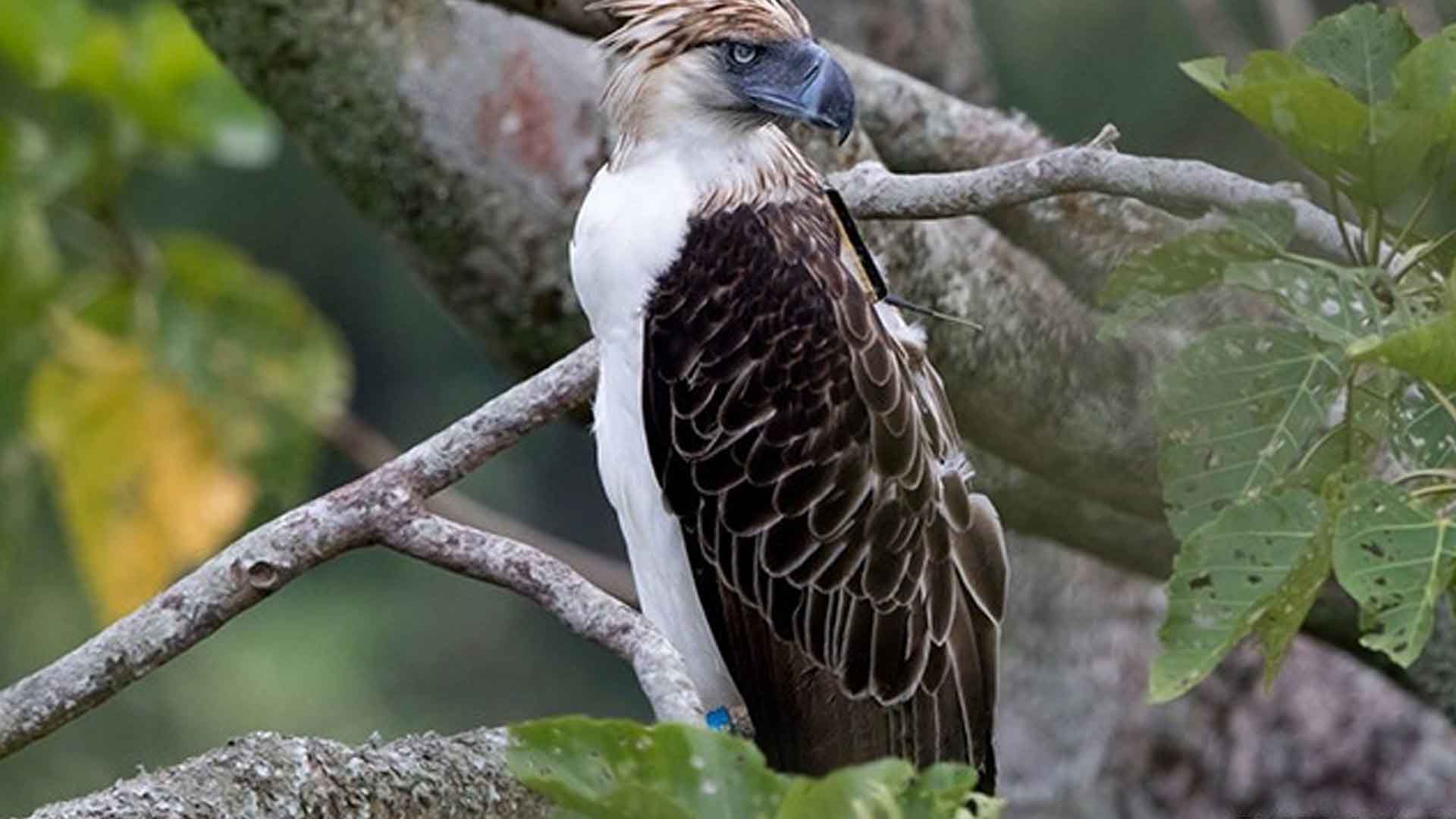 Private Groups Join Reforestation Plans To Protect PH Eagle Home