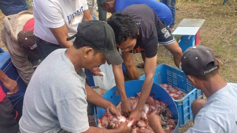 Cage Operators Need To Harvest Early To Avoid Fish Kill