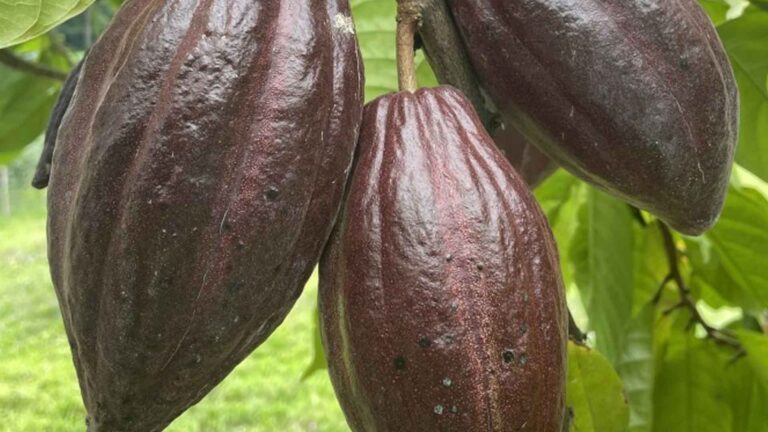 Coconut-Cacao Farming System Gets Boost In Ilocos Norte