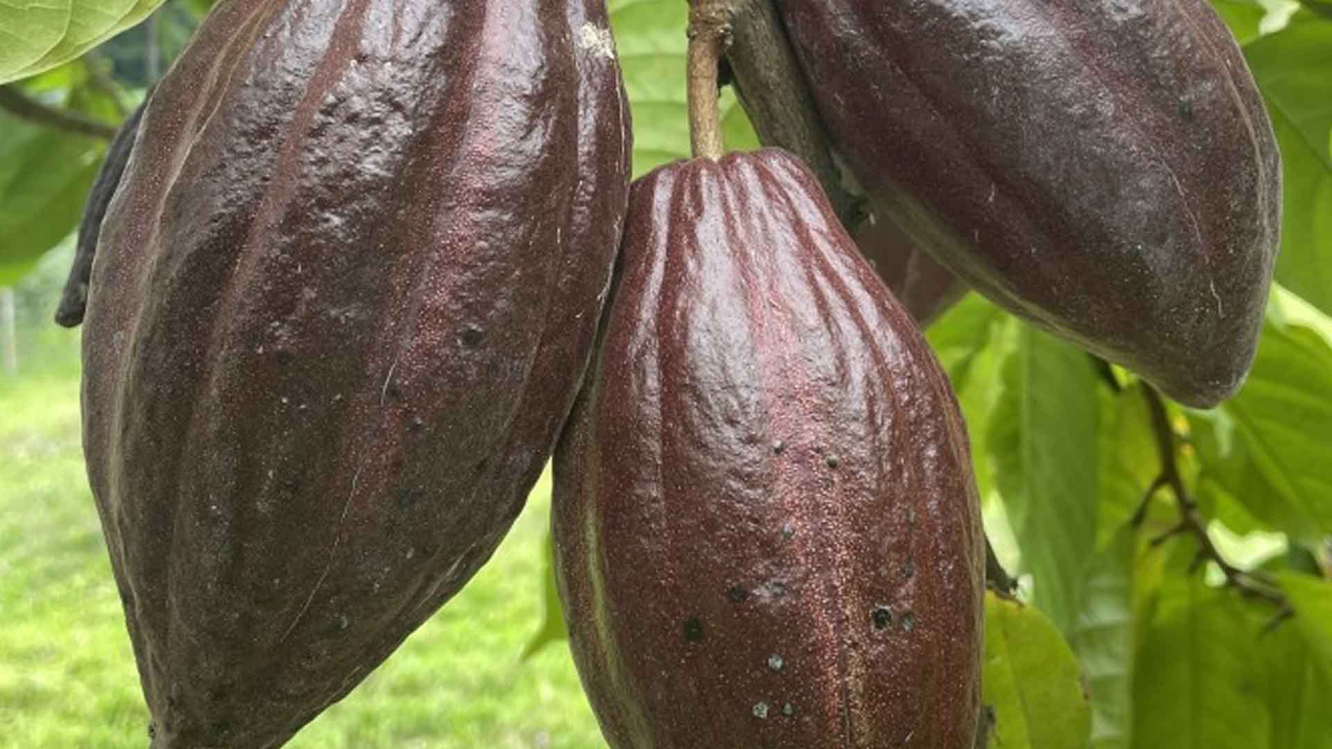 Coconut-Cacao Farming System Gets Boost In Ilocos Norte