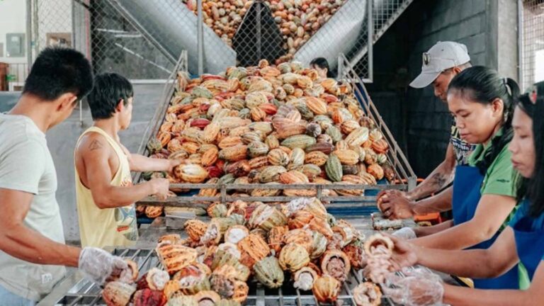 Albay Town Eyes Cacao Factory As Tourist Drawer