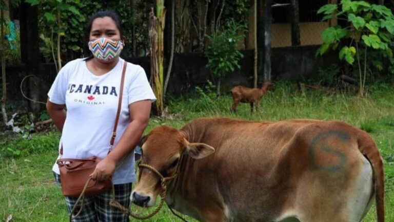 Housewives In Antique Earn Through Cattle Production