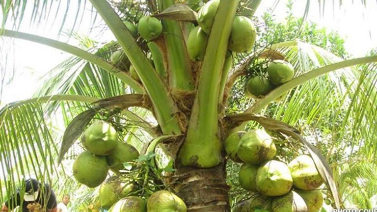 Palawan Coco Farmers Train In Agronomics Amid Calls For R&D