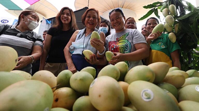 Senator Villar Vows To Support Farmers Produce Higher Yield Of Quality Mangoes
