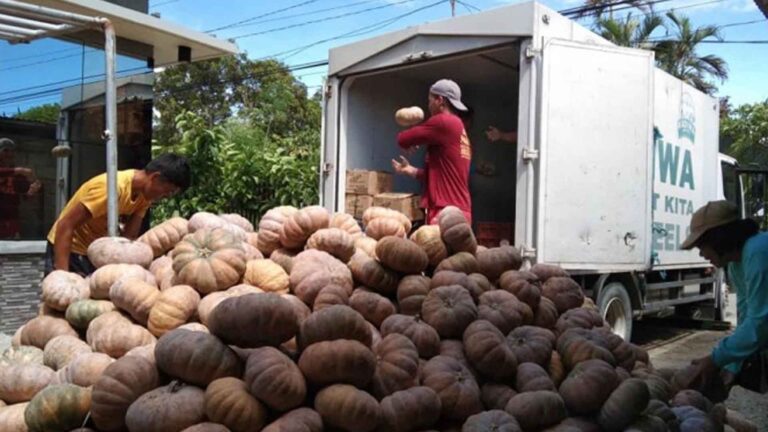 Department Of Agriculture Links Nueva Ecija Farmers To Kadiwa Amid Oversupply Of Squash