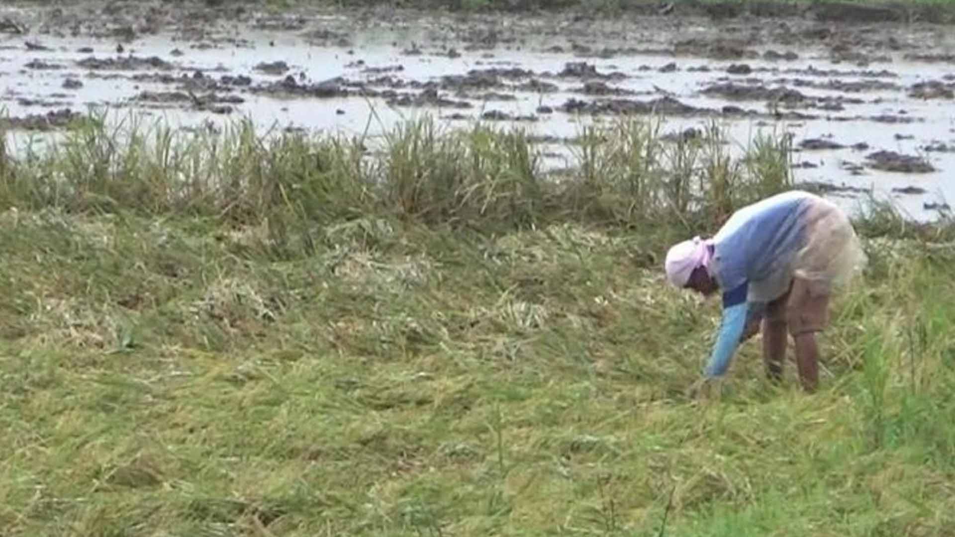 NIA: ‘Green Tech’ To Boost Northern Mindanao Farmers’ Productivity