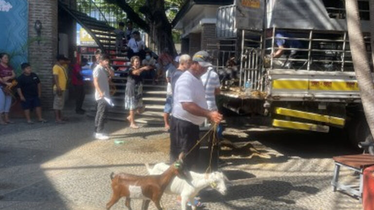Ilocos Norte Informal Workers Get Goats For Livelihood