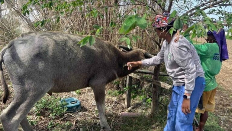Apayao Livestock Farmers Attend Schooling On Ruminant Production